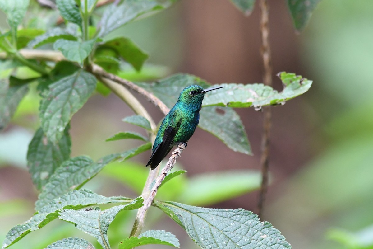 Blue-tailed Emerald - Scott M Terry