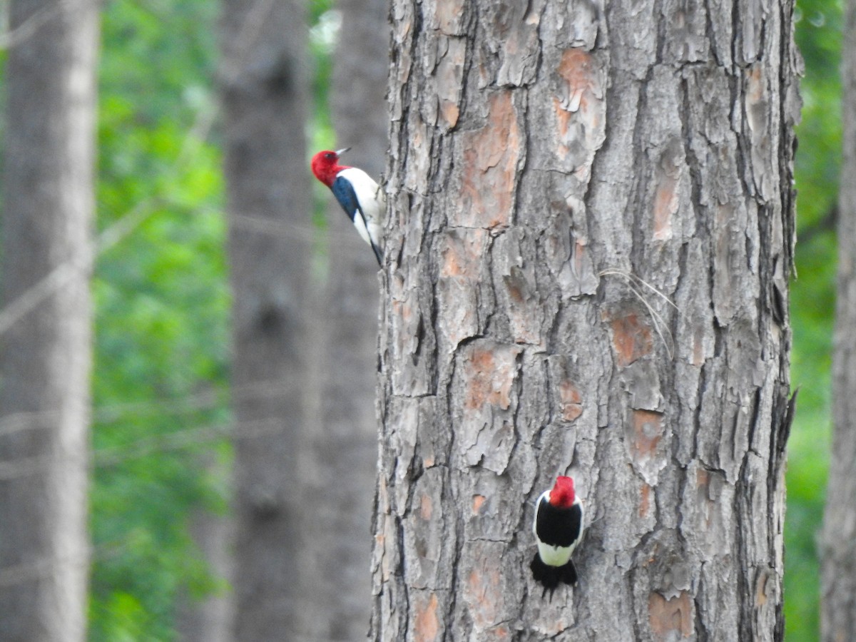 Red-headed Woodpecker - Ryne VanKrevelen