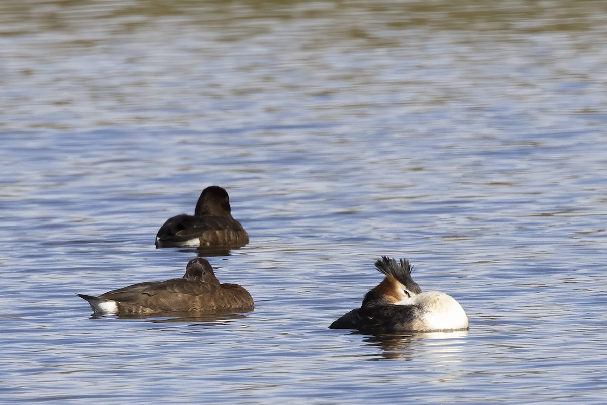 Great Crested Grebe - ML284504211