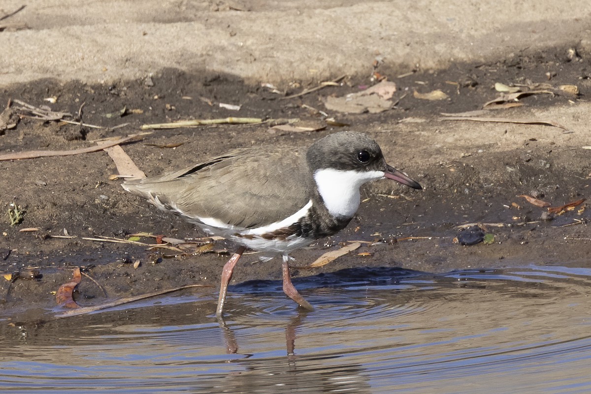 Red-kneed Dotterel - ML284504251