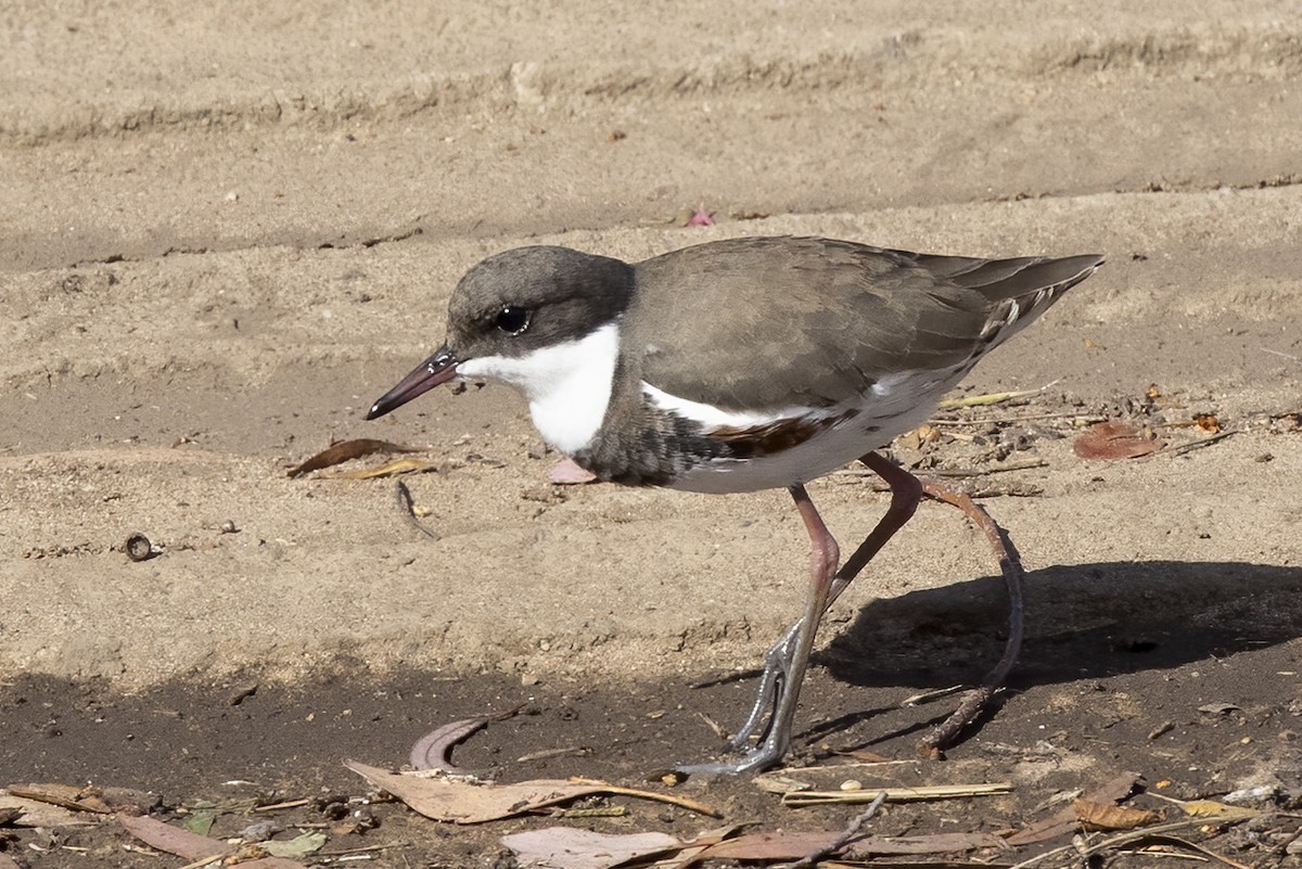 Red-kneed Dotterel - ML284504261