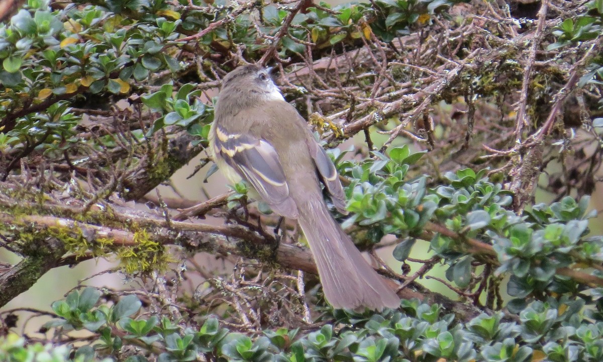 White-throated Tyrannulet - ML284504331