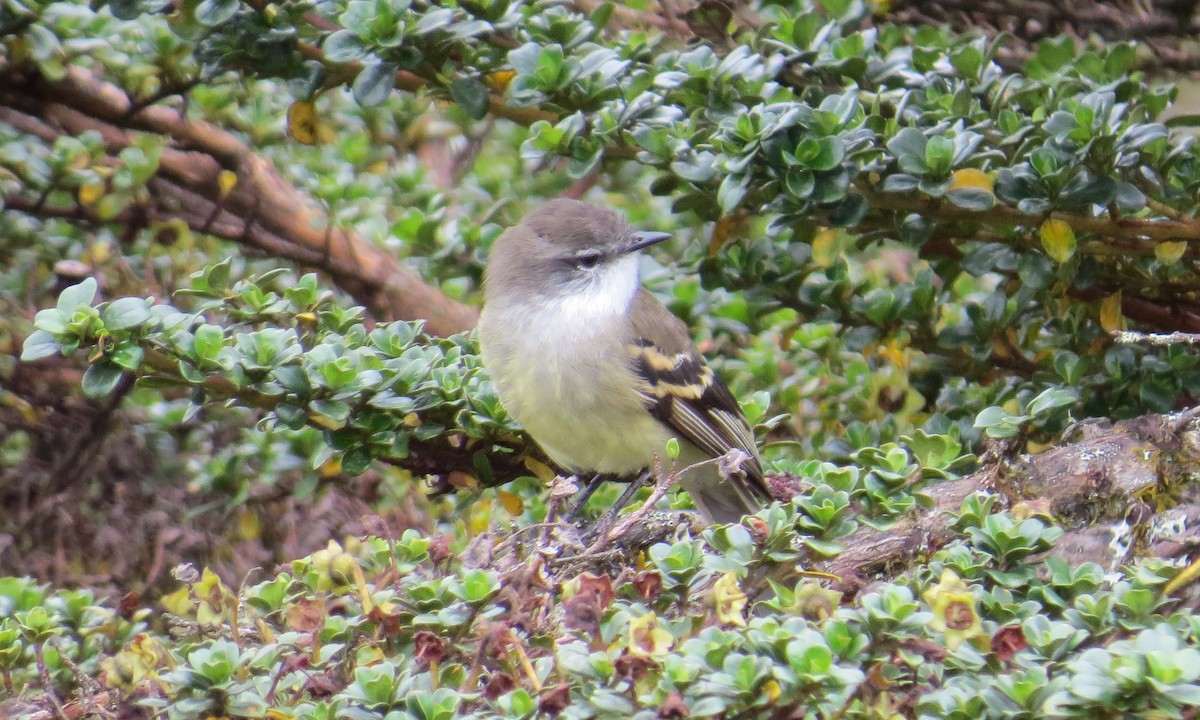 Tyranneau à gorge blanche - ML284504341