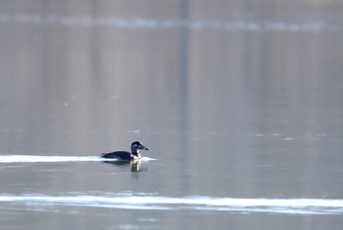 Surf Scoter - ML284510231