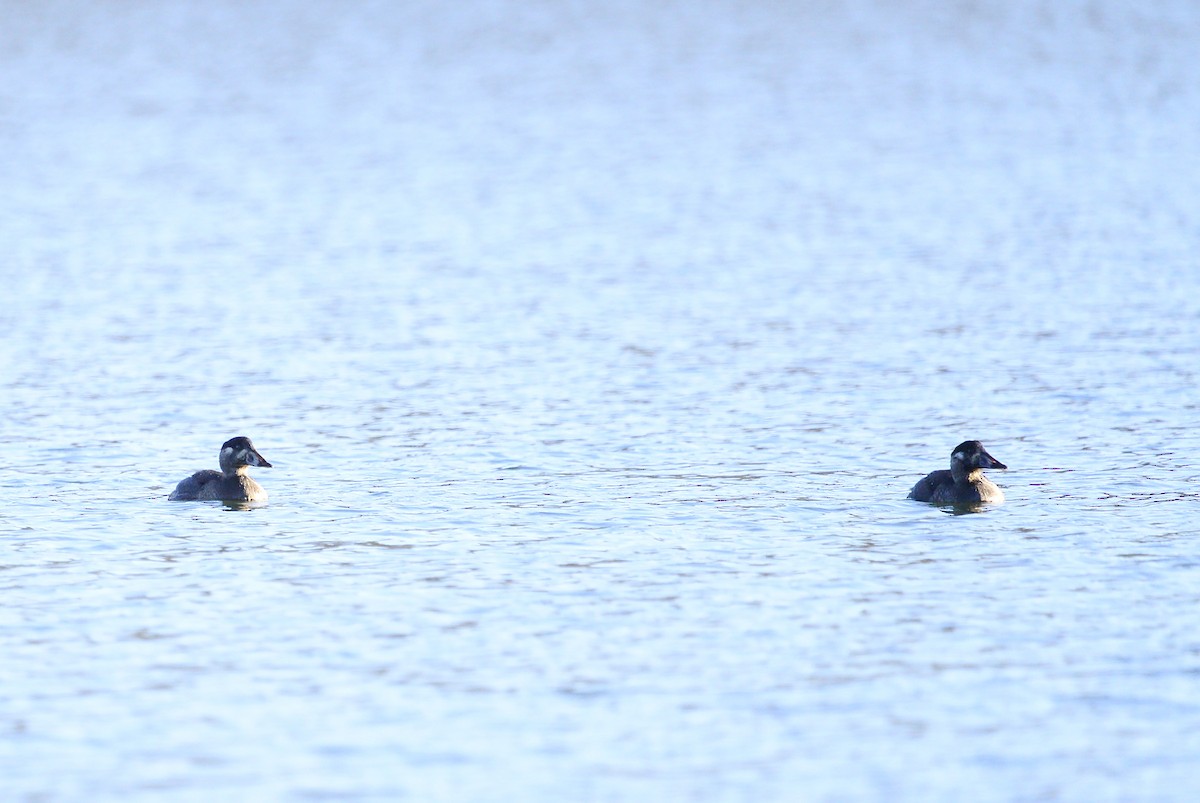 Surf Scoter - ML284510301