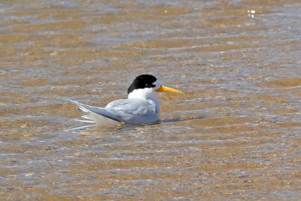 Australian Fairy Tern - Roksana and Terry