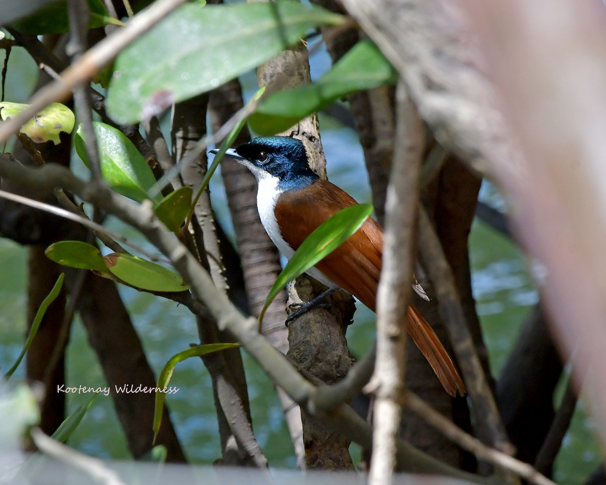 Shining Flycatcher - ML284514891