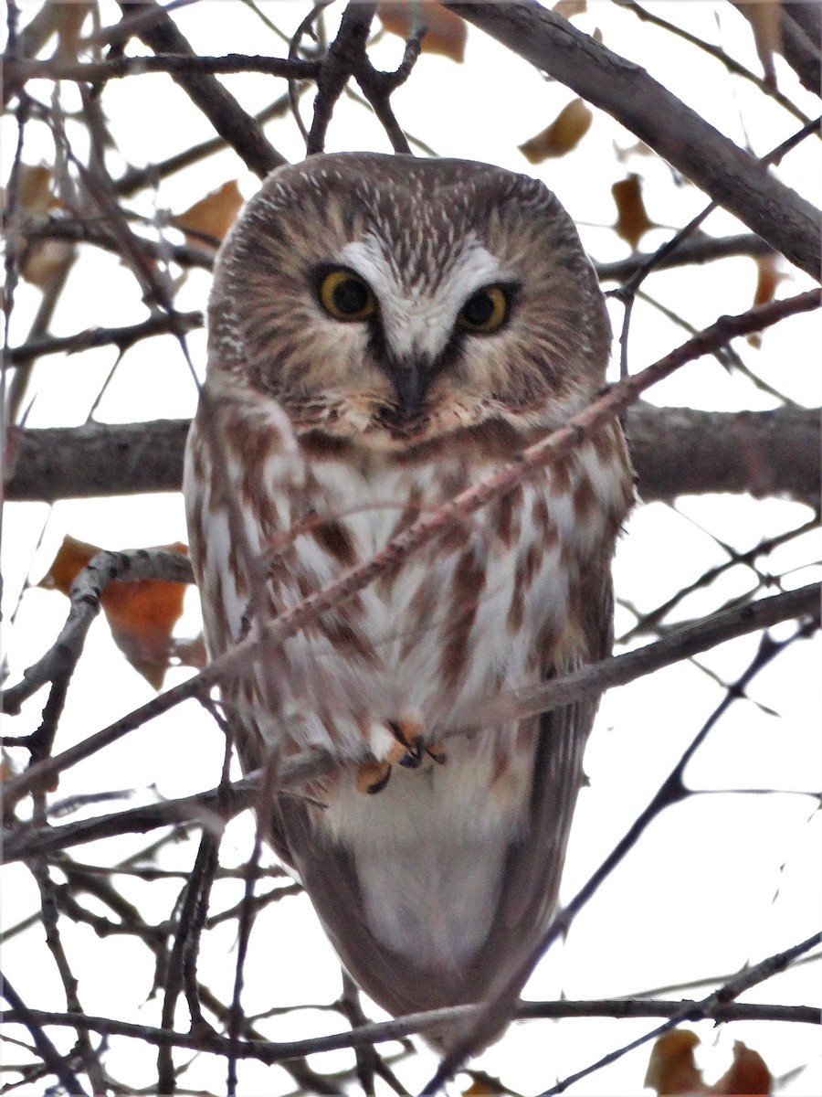 Northern Saw-whet Owl - ML284516131