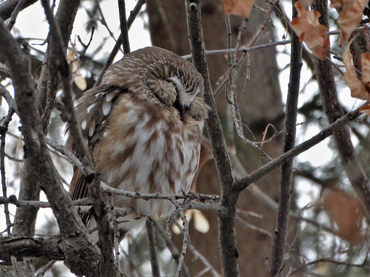 Northern Saw-whet Owl - ML284516171