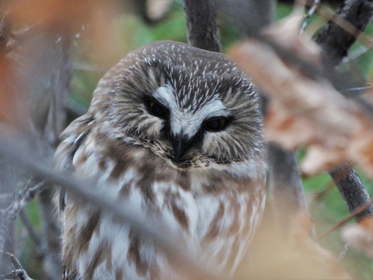 Northern Saw-whet Owl - ML284516181