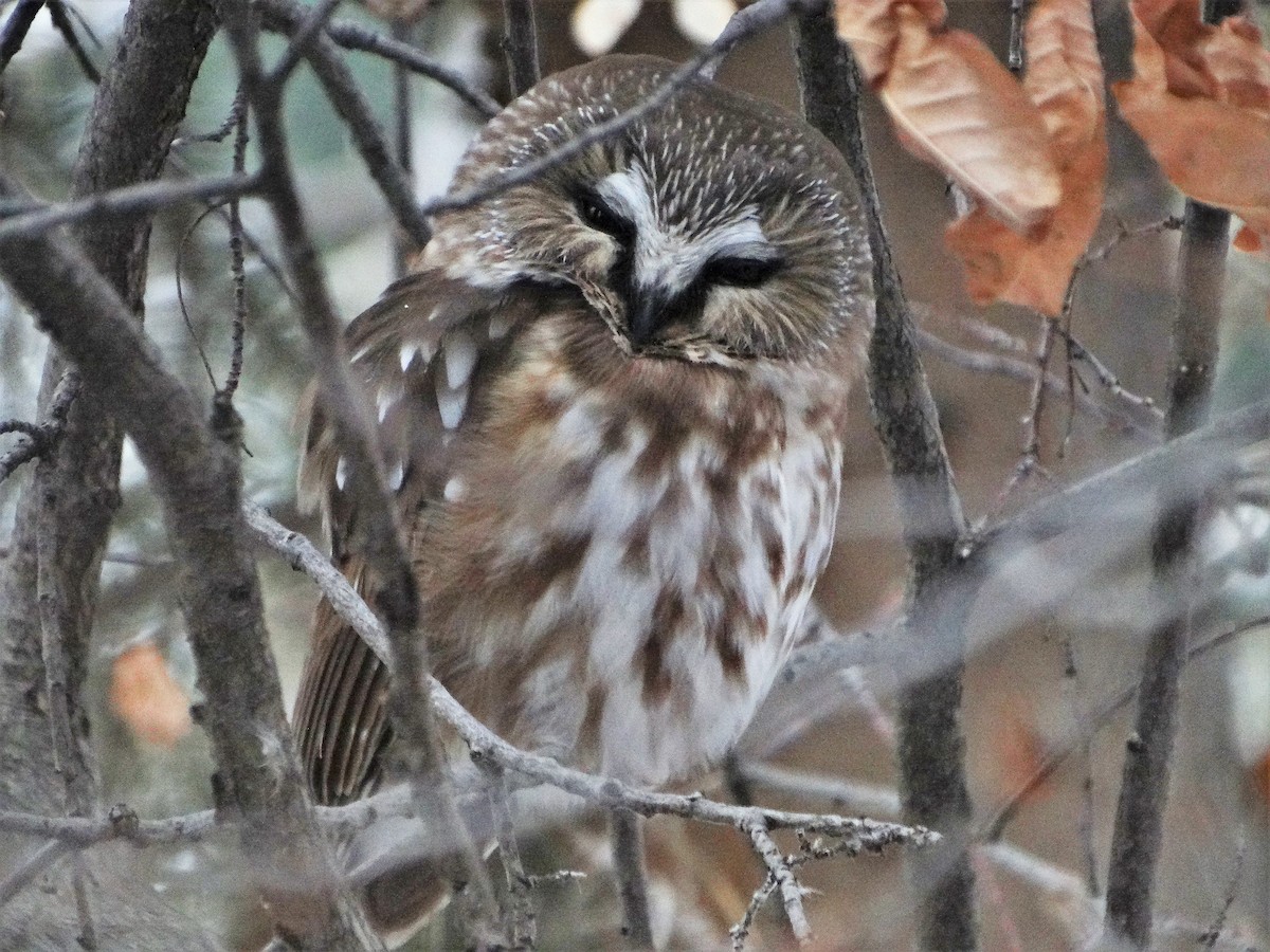 Northern Saw-whet Owl - ML284516221