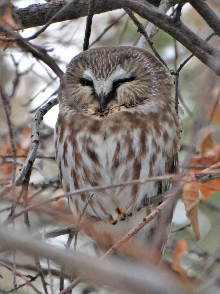 Northern Saw-whet Owl - Mike Russum