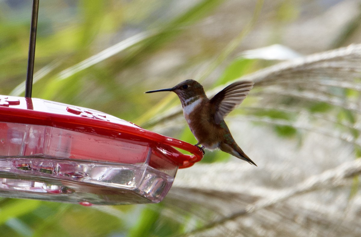 Rufous Hummingbird - ML284516901