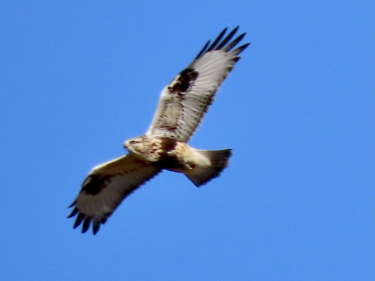 Rough-legged Hawk - ML284517801