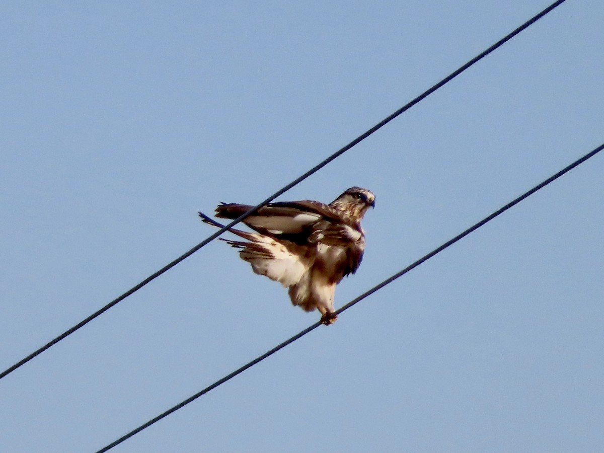 Rough-legged Hawk - ML284517851