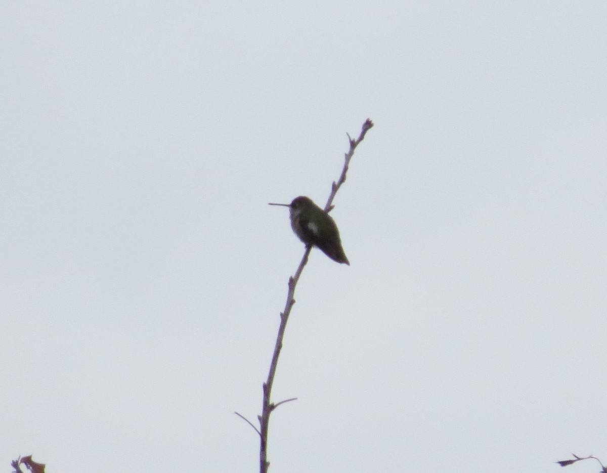 Black-chinned Hummingbird - ML284518011