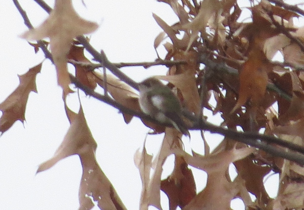 Black-chinned Hummingbird - ML284518021