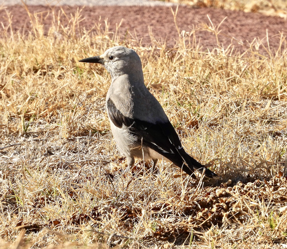 Clark's Nutcracker - ML284518771