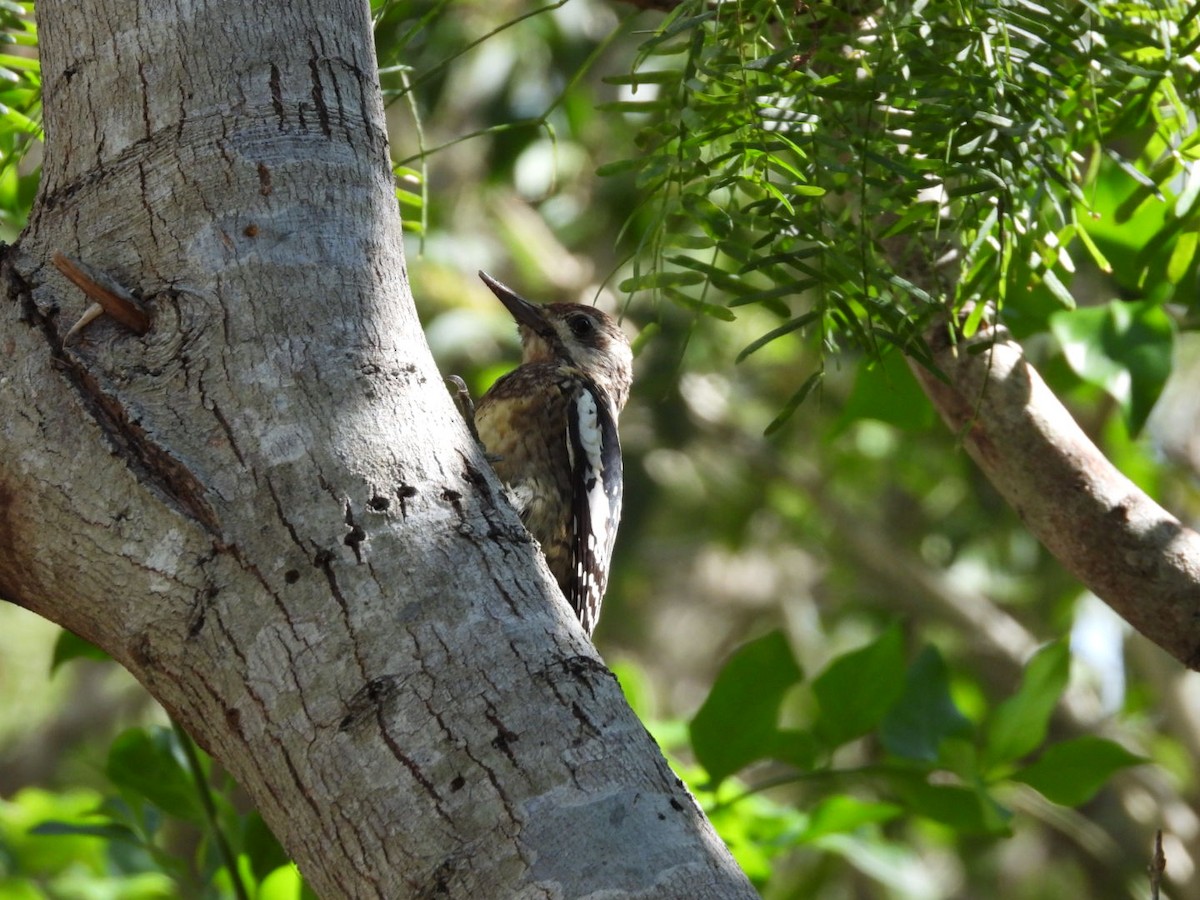 Yellow-bellied Sapsucker - ML284518851