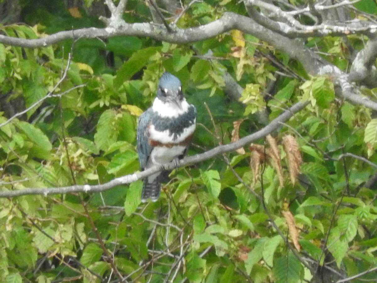 Belted Kingfisher - ML284519121