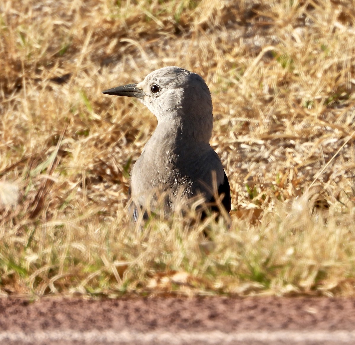 Clark's Nutcracker - ML284519881