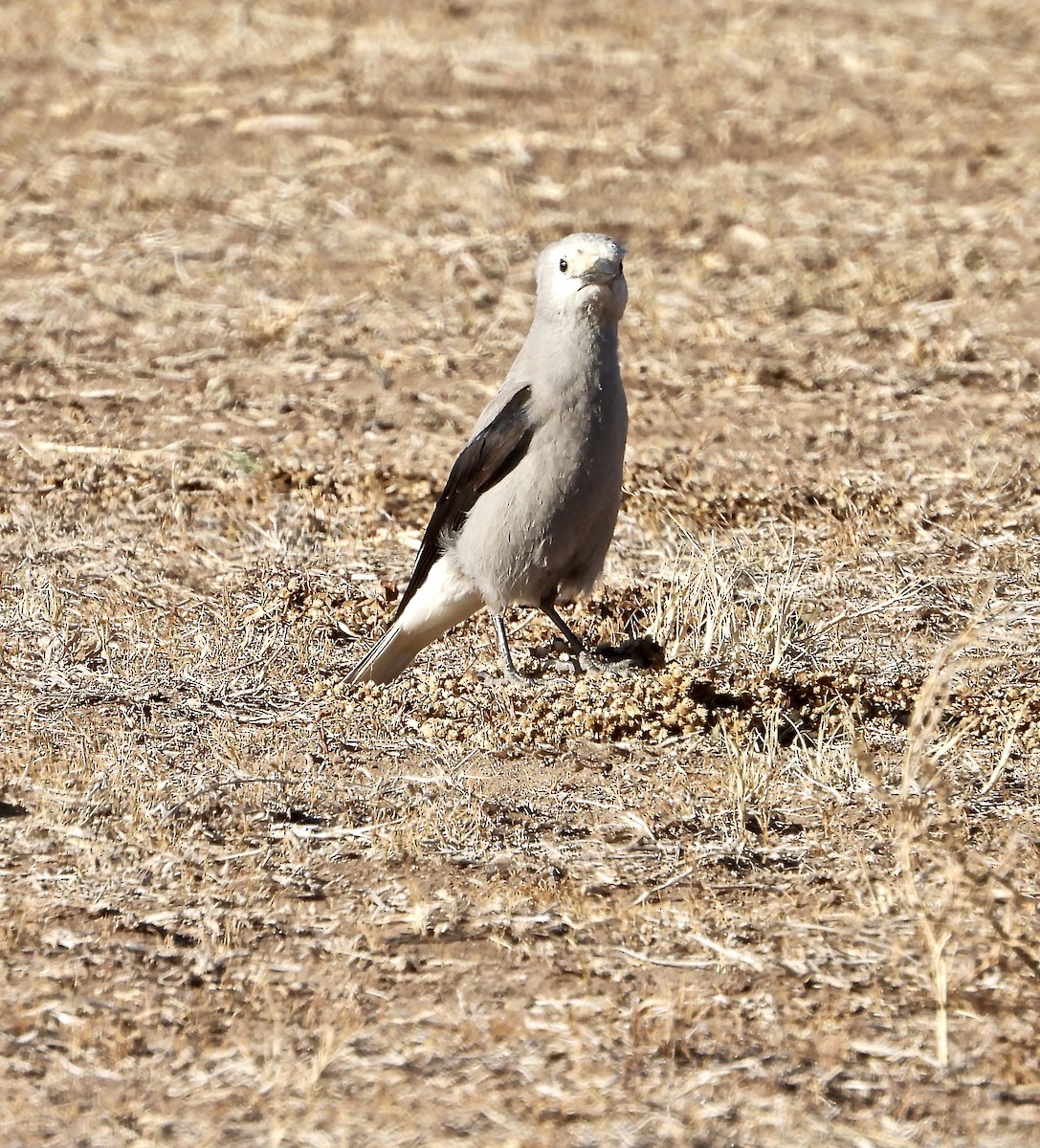 Clark's Nutcracker - ML284520181