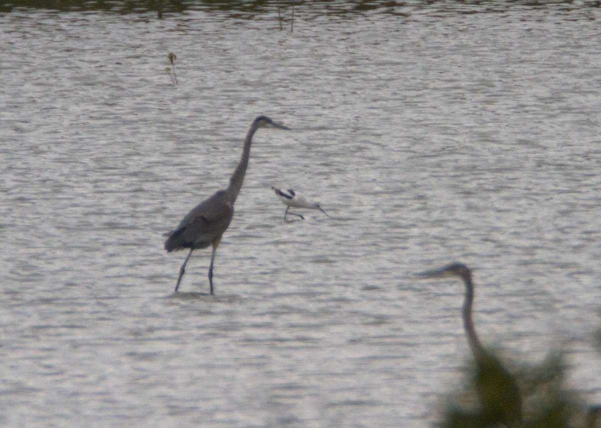 American Avocet - ML28452051