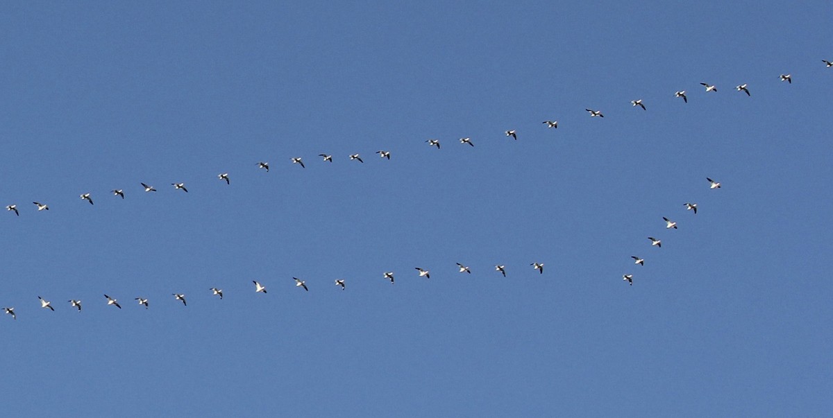 Snow Goose - ML284522401