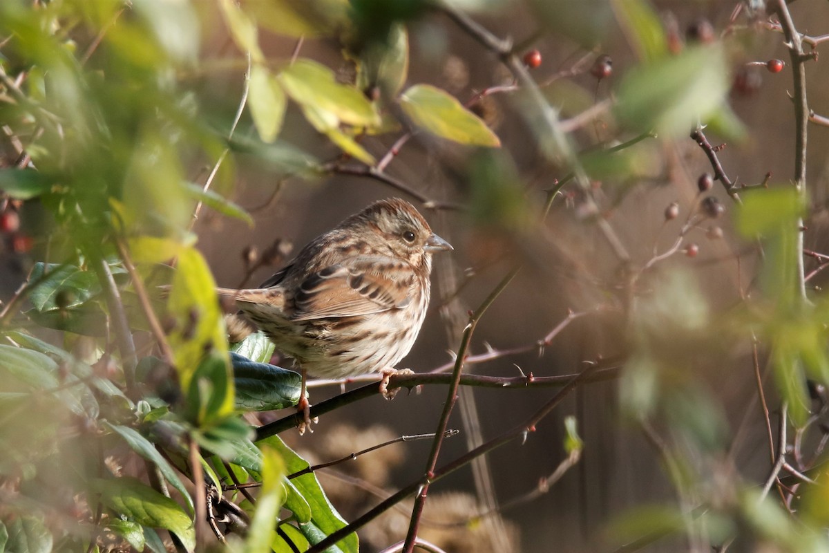 Song Sparrow - ML284528471