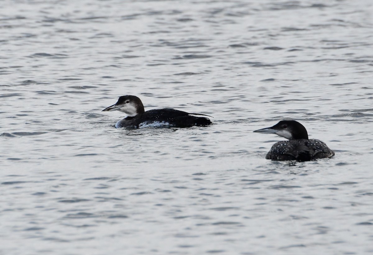 Common Loon - Eric Titcomb