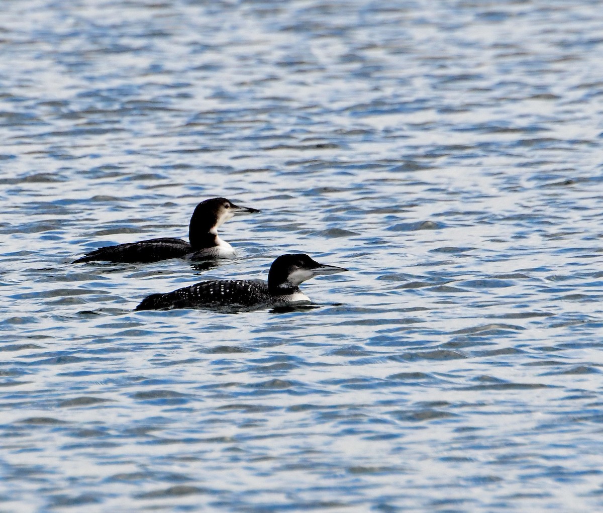 Common Loon - Eric Titcomb