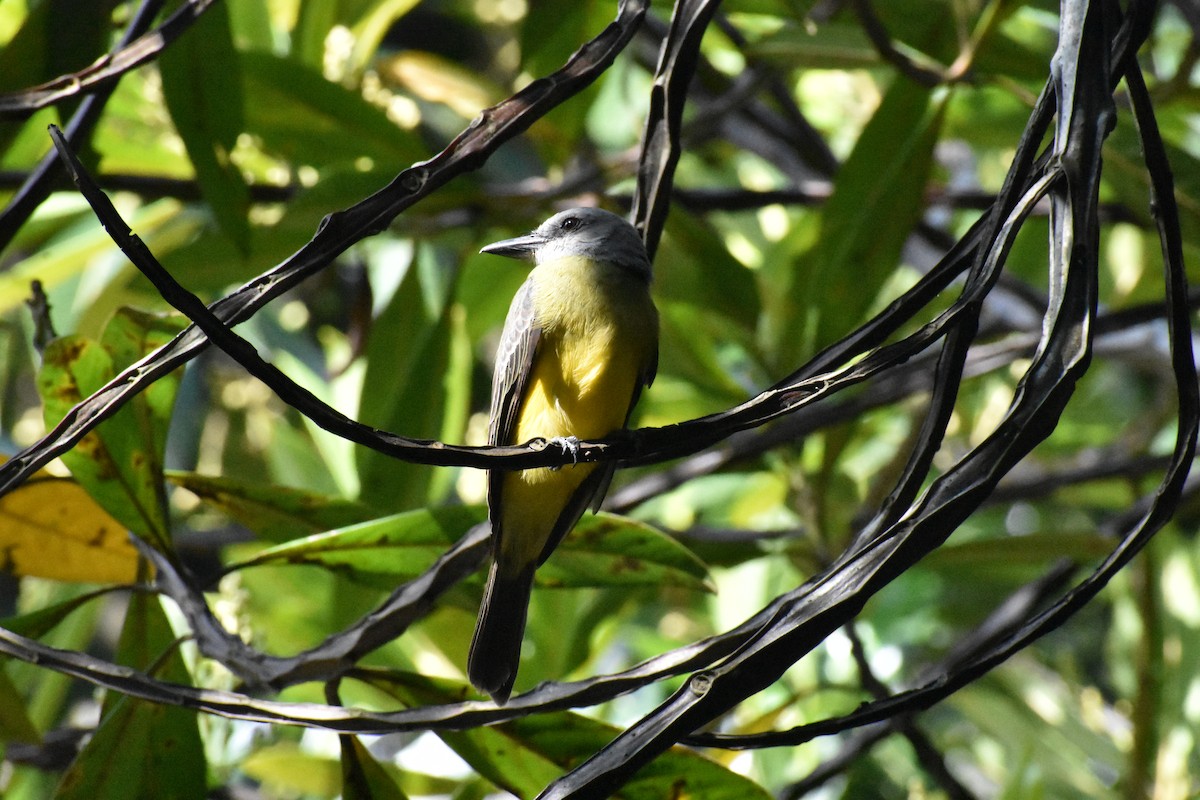 Tropical Kingbird - ML284535411