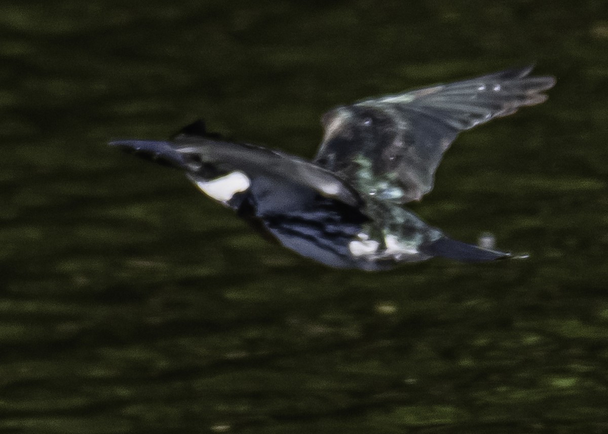 Amazon Kingfisher - Amed Hernández