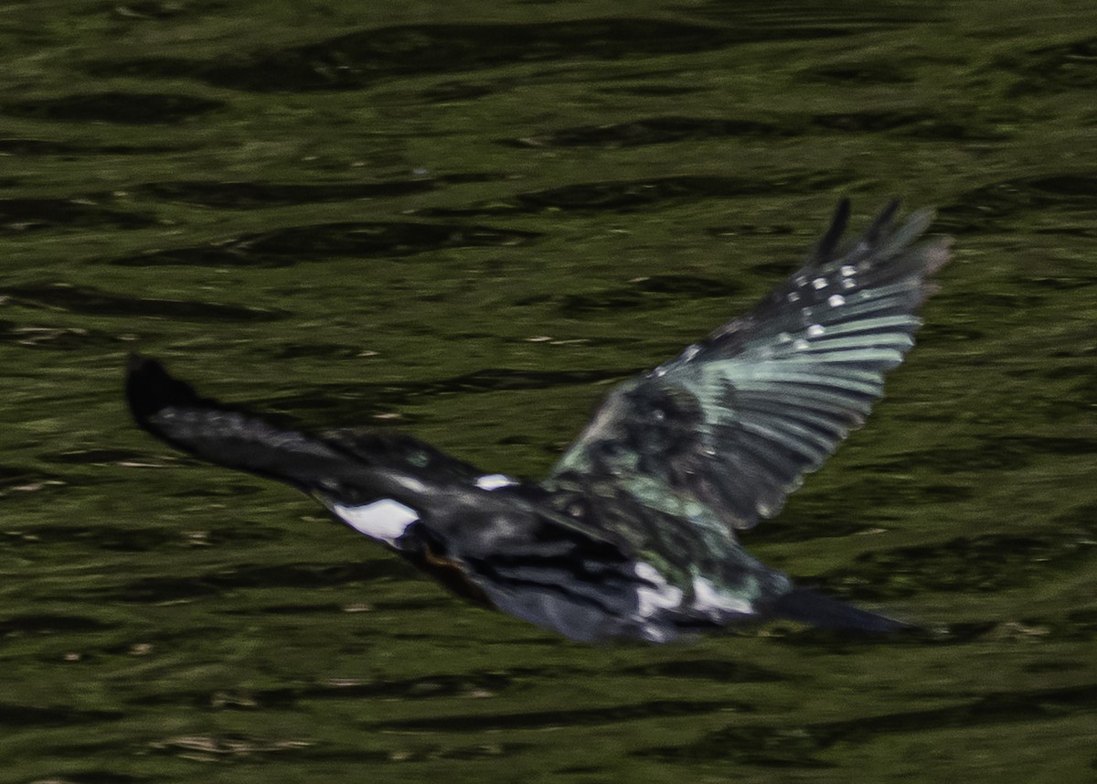 Amazon Kingfisher - ML284536491