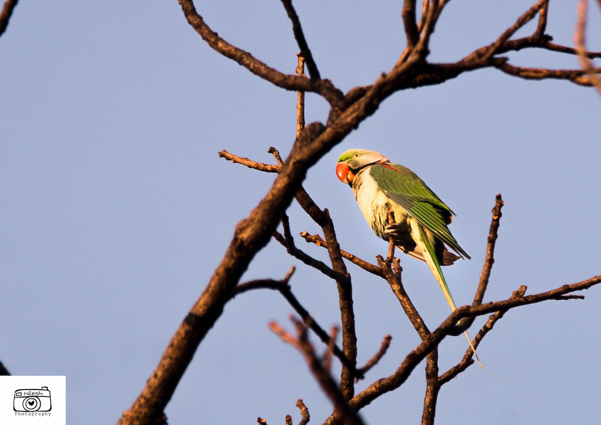 Alexandrine/Rose-ringed Parakeet - ML284537481