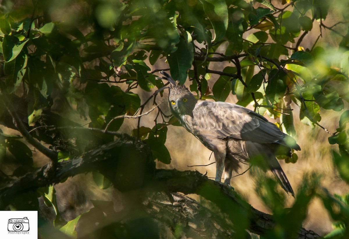 Changeable Hawk-Eagle - Nilesh Shevgaonkar