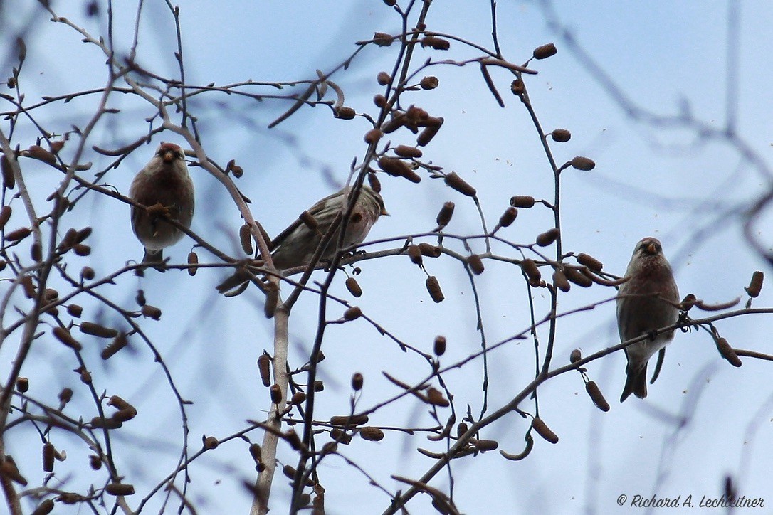 Common Redpoll - Richard  Lechleitner