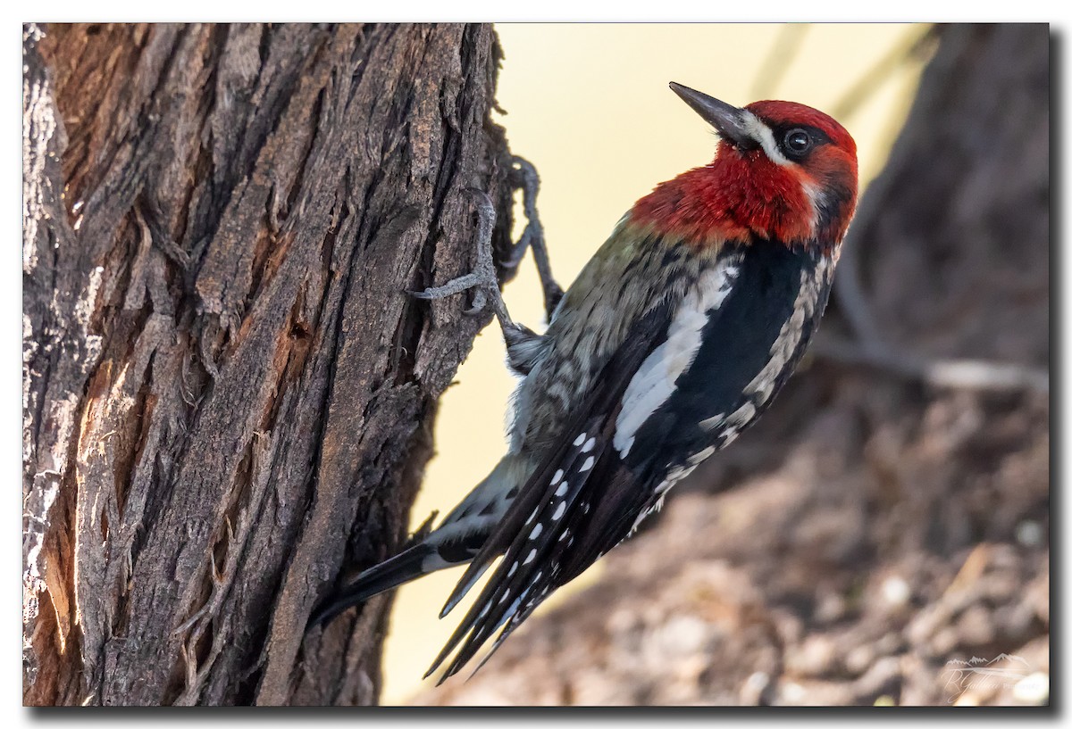 Red-breasted Sapsucker - Robert Gallucci