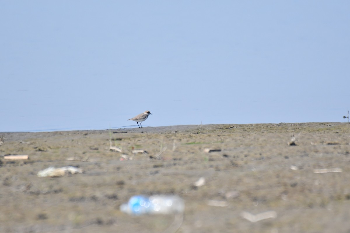 Kentish Plover - Ian Hearn