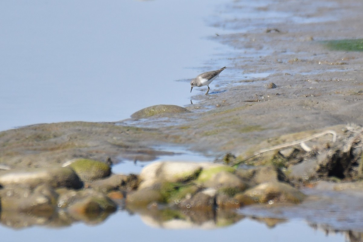 Temminckstrandläufer - ML284539401