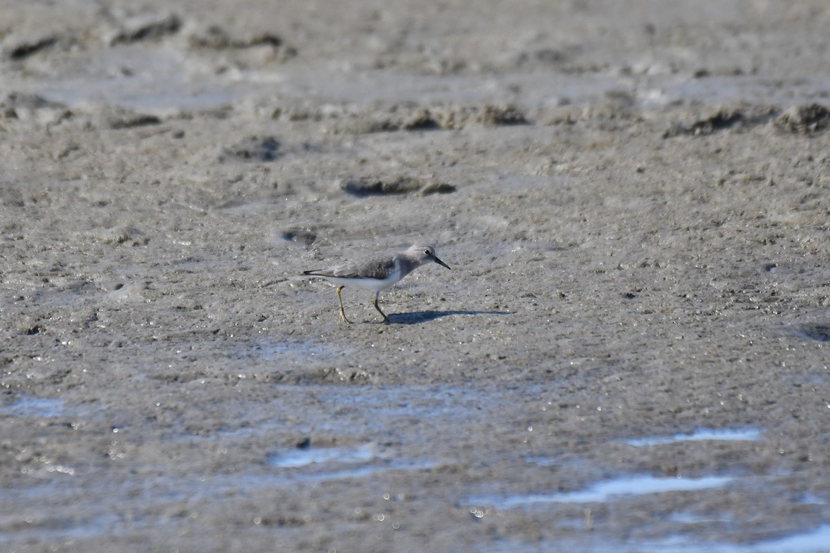 Temminck's Stint - Ian Hearn