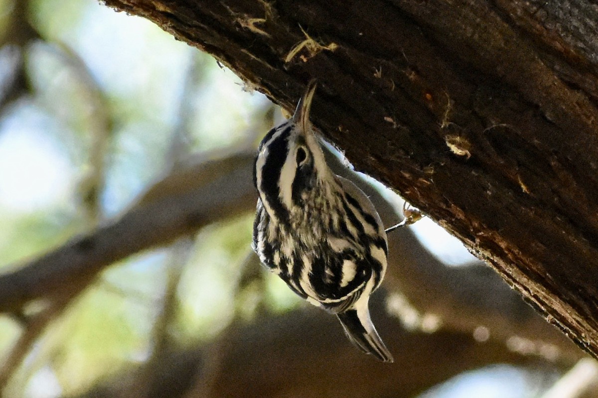 Black-and-white Warbler - ML284539751
