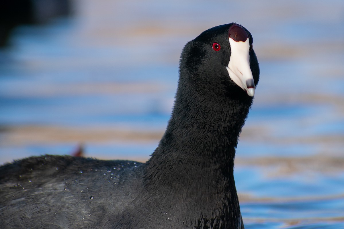 American Coot - Danny Tipton