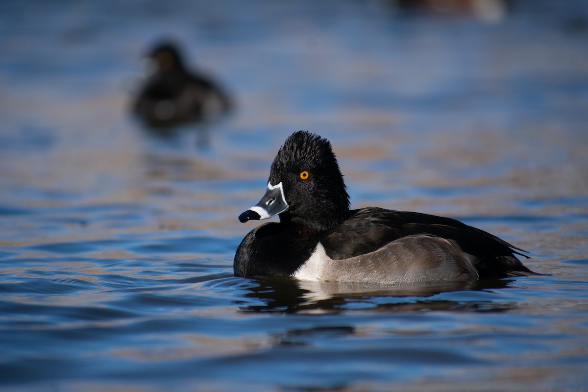 Ring-necked Duck - Danny Tipton