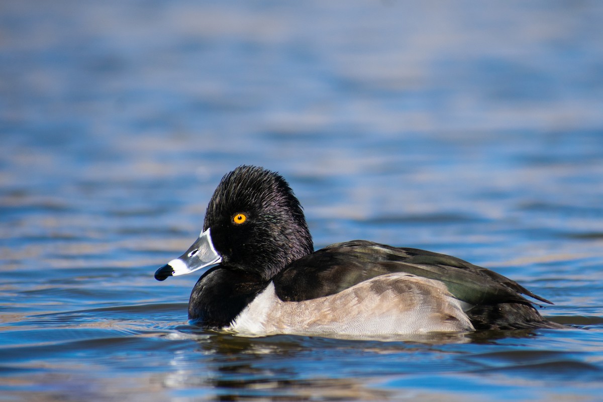 Ring-necked Duck - Danny Tipton