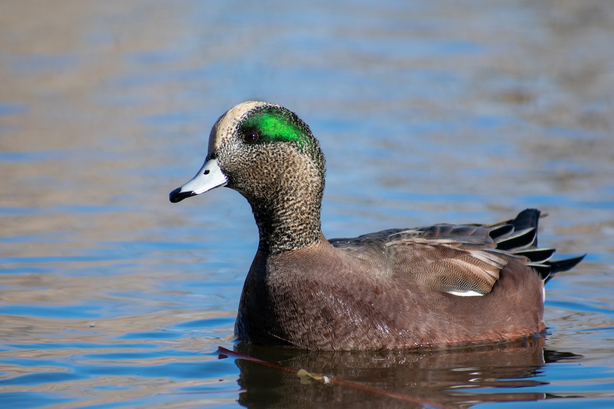 American Wigeon - ML284542651