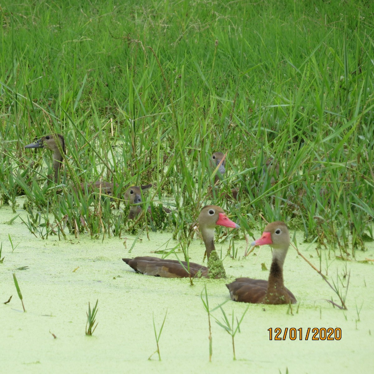 Black-bellied Whistling-Duck - ML284543001