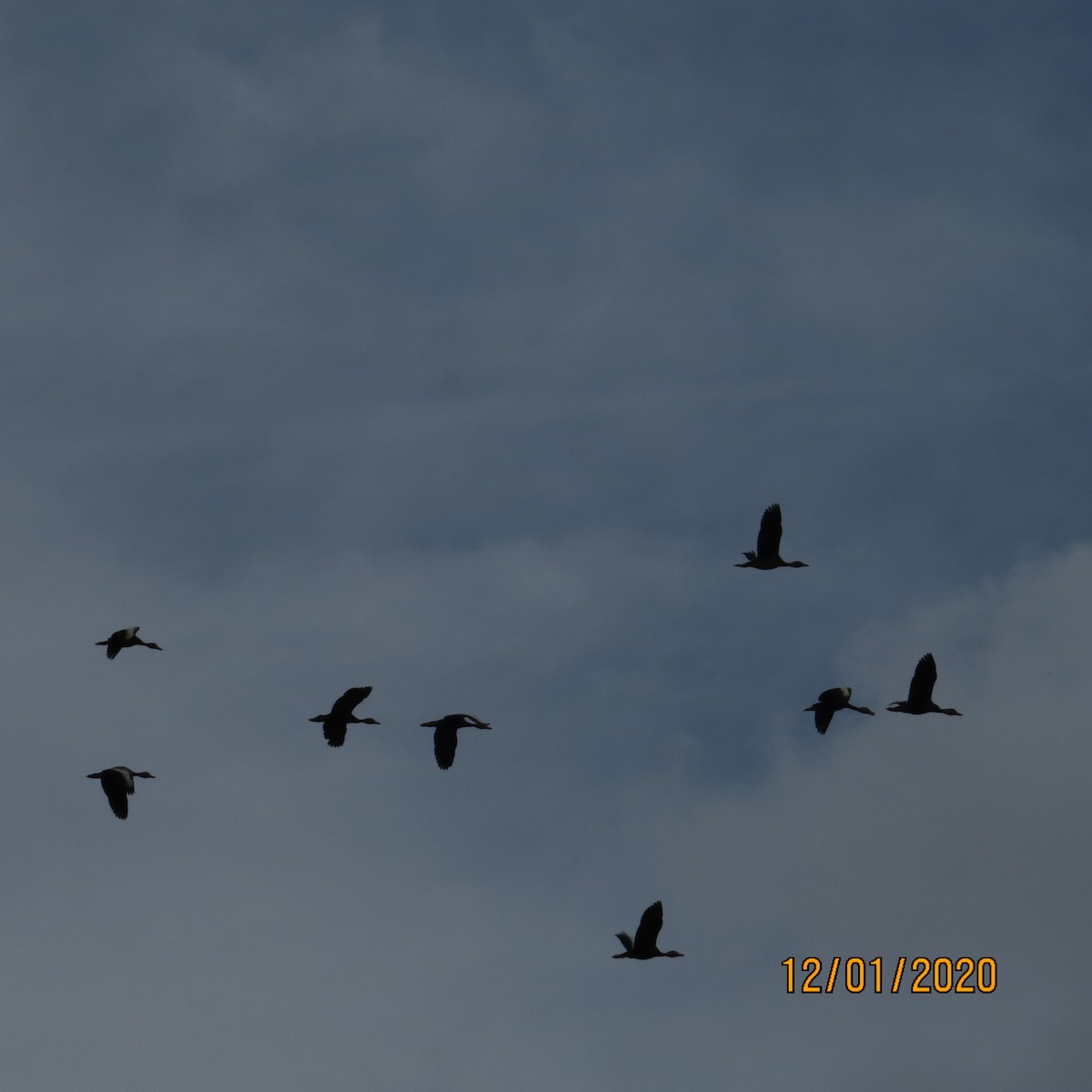 Black-bellied Whistling-Duck - ML284543021