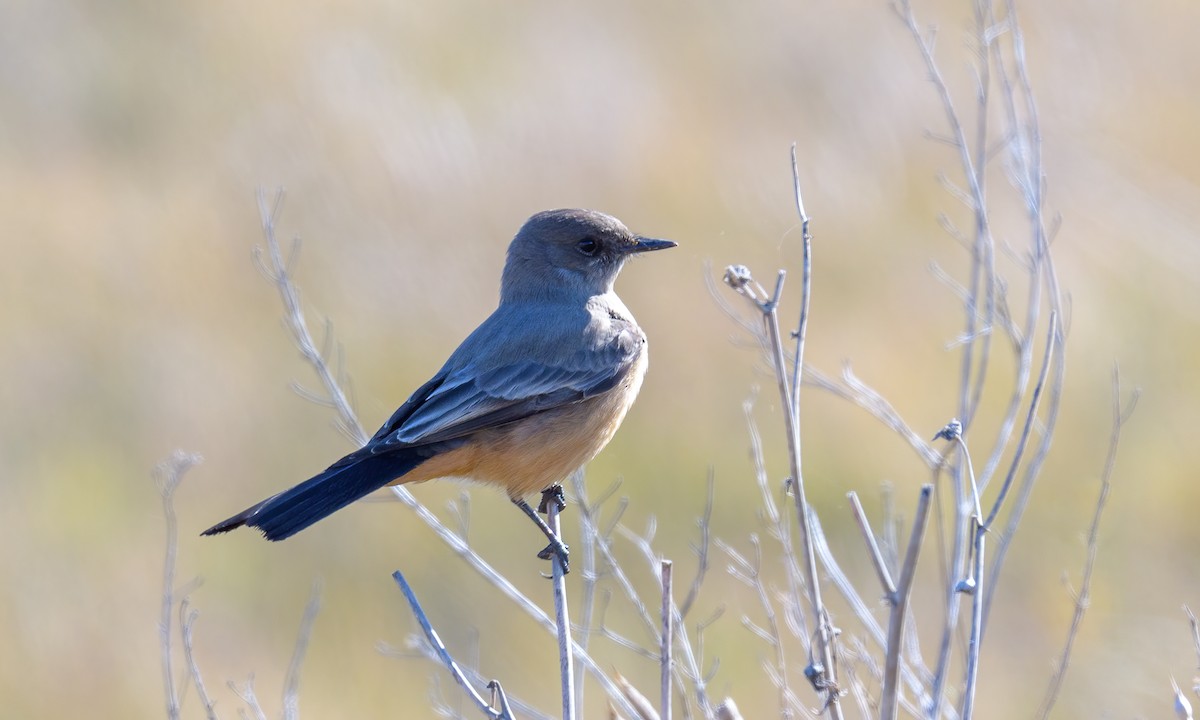 Say's Phoebe - ML284543861