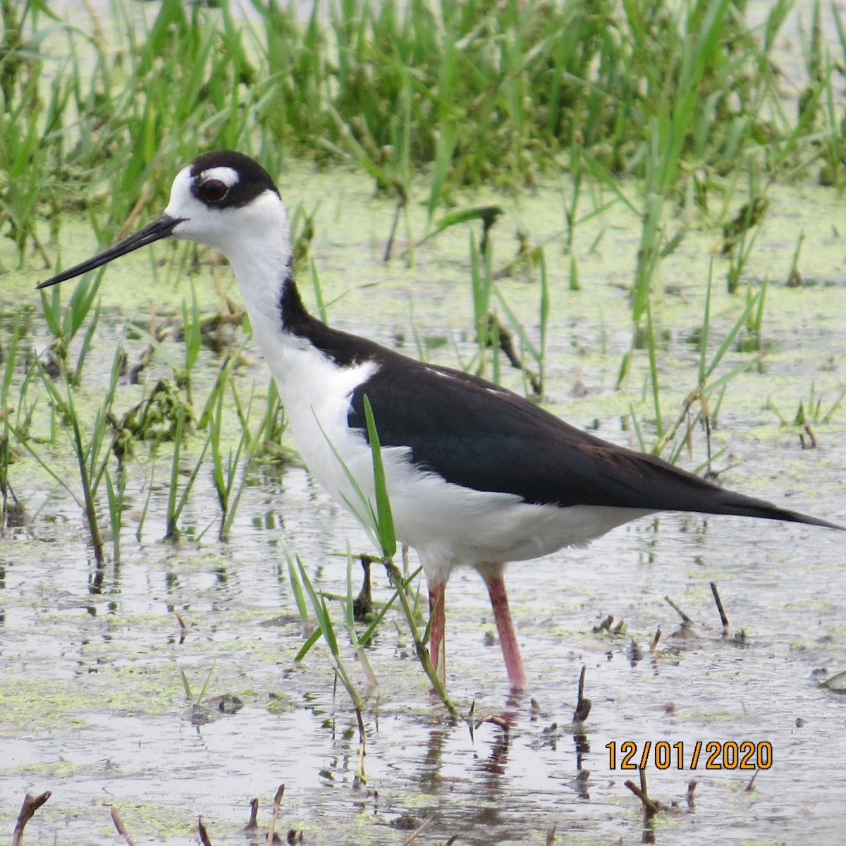 Cigüeñuela Cuellinegra - ML284545281